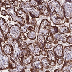 RCN1 Antibody, Novus Biologicals 0.1mL; Unlabeled:Antibodies, Polyclonal