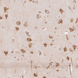 RCN3 Antibody, Novus Biologicals:Antibodies:Primary Antibodies