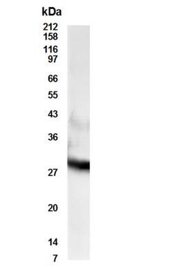 RDH11 Antibody - BSA Free, Novus Biologicals 0.025 mg; Unconjugated:Antibodies,