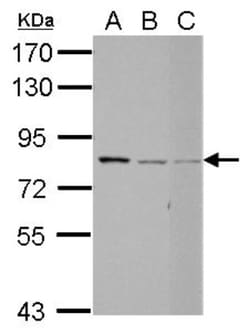 RED Antibody, Novus Biologicals 0.1mL; Unlabeled:Antibodies, Polyclonal