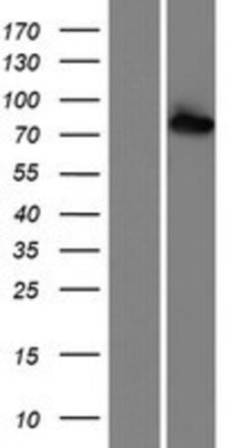 Novus Biologicals&trade;&nbsp;RED1 Overexpression Lysate