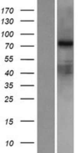 Novus Biologicals™ RED2 Overexpression Lysate