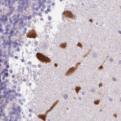 REEP1 Antibody, Novus Biologicals 0.1mL; Unlabeled:Antibodies, Polyclonal
