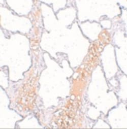 REEP2 Antibody - BSA Free, Novus Biologicals 0.1mg; Unlabeled:Antibodies,