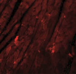 REEP3 Antibody - BSA Free, Novus Biologicals 0.025 mg, Unconjugated:Antibodies,