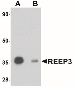REEP3 Antibody - BSA Free, Novus Biologicals 0.025 mg, Unconjugated:Antibodies,