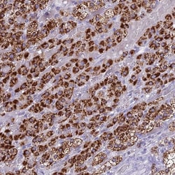 REEP4 Antibody, Novus Biologicals:Antibodies:Primary Antibodies