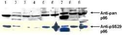RelA/NFkB p65, p Ser276 Antibody, Novus Biologicals 0.1mL; Unlabeled:Antibodies,