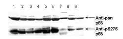 RelA/NFkB p65, p Ser276 Antibody, Novus Biologicals 0.1mL; Unlabeled:Antibodies,