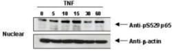 RelA/NFkB p65, p Ser276 Antibody, Novus Biologicals 0.1mL; Unlabeled:Antibodies,