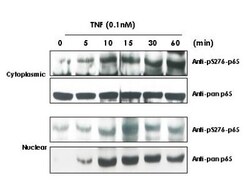 RelA/NFkB p65, p Ser276 Antibody, Novus Biologicals 0.1mL; Unlabeled:Antibodies,