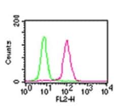 RelA/NFkB p65 Antibody (112A1021) - BSA Free, Novus Biologicals 0.1mg;