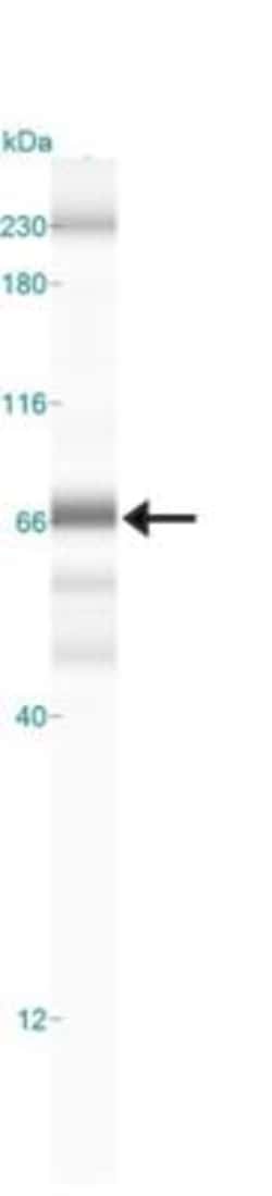 RelA/NFkB p65 Antibody (112A1021) - BSA Free, Novus Biologicals 0.1mg;