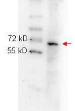 RelA/NFkB p65 Antibody (27F9.G4), Novus Biologicals 0.1mg; Unlabeled:Antibodies,