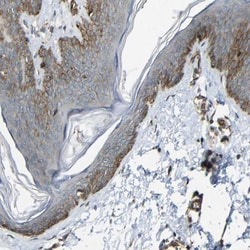 RELL1 Antibody, Novus Biologicals 0.1mL; Unlabeled:Antibodies, Polyclonal