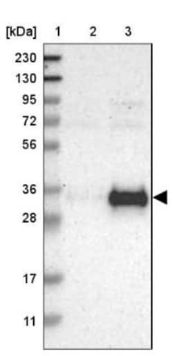 RELL1 Antibody, Novus Biologicals 0.1mL; Unlabeled:Antibodies, Polyclonal