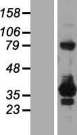 Novus Biologicals&trade;&nbsp;RELL2 Overexpression Lysate