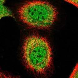 REPS1 Antibody, Novus Biologicals:Antibodies:Primary Antibodies