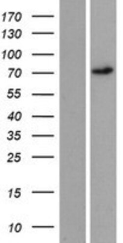 Novus Biologicals&trade;&nbsp;REPS2 Overexpression Lysate