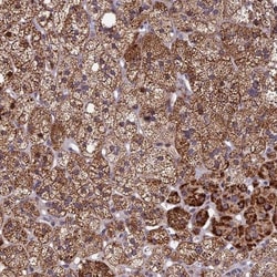 RERGL Antibody, Novus Biologicals:Antibodies:Primary Antibodies