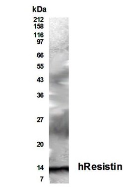 Resistin Antibody - BSA Free, Novus Biologicals:Antibodies:Primary Antibodies