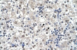 Reticulon 2 Antibody, Novus Biologicals 20&mu;L; Unlabeled:Antibodies,