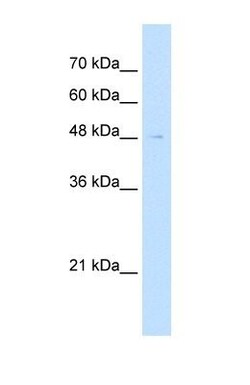 Reticulon 2 Antibody, Novus Biologicals 20&mu;L; Unlabeled:Antibodies,