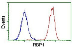 Retinol Binding Protein RBP Antibody (OTI2H3), Novus Biologicals 0.1mL;