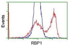 Retinol Binding Protein RBP Antibody (OTI2H3), Novus Biologicals 0.1mL;