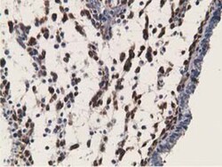 Retinol Binding Protein RBP Antibody (OTI2H3), Novus Biologicals 0.1mL;
