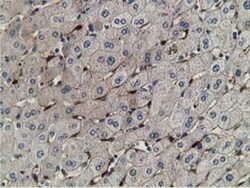 Retinol Binding Protein RBP Antibody (OTI2H3), Novus Biologicals 0.1mL;