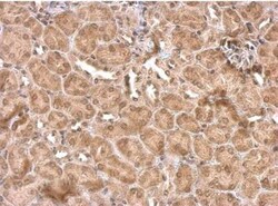 Rev-erb A alpha/NR1D1 Antibody, Novus Biologicals 0.1mL; Unlabeled:Antibodies,