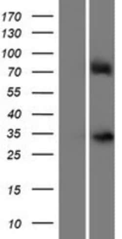Novus Biologicals&trade;&nbsp;Rex-1/ZFP42 Overexpression Lysate