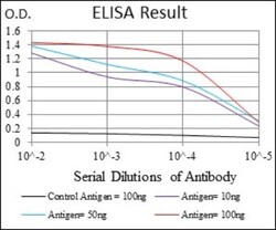 Rex-1/ZFP42 Antibody (5E11A6) - BSA Free, Novus Biologicals:Antibodies:Primary