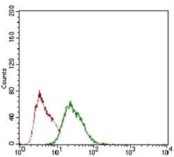Rex-1/ZFP42 Antibody (5E11E7) - BSA Free, Novus Biologicals:Antibodies:Primary