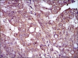Rex-1/ZFP42 Antibody (5E11E7) - BSA Free, Novus Biologicals:Antibodies:Primary