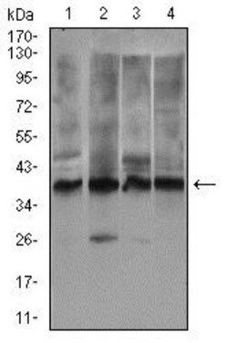 Rex-1/ZFP42 Antibody (5E11E7) - BSA Free, Novus Biologicals:Antibodies:Primary