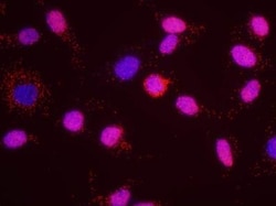 RFC1 Antibody, Novus Biologicals 0.1 mL | Buy Online | Novus Biologicals | Fisher Scientific