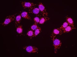 RFC1 Antibody, Novus Biologicals 0.1 mL | Buy Online | Novus Biologicals | Fisher Scientific