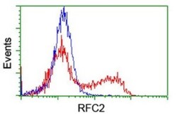 RFC2 Antibody (OTI2B2), Novus Biologicals 0.1 mL | Buy Online | Novus Biologicals | Fisher Scientific