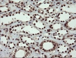 RFC2 Antibody (OTI2B2), Novus Biologicals 0.1 mL | Buy Online | Novus Biologicals | Fisher Scientific