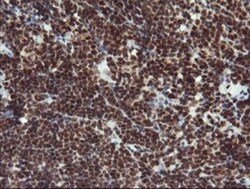 RFC2 Antibody (OTI2B2), Novus Biologicals 0.1 mL | Buy Online | Novus Biologicals | Fisher Scientific