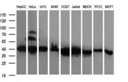 RFC4 Antibody (OTI1A8), Novus Biologicals 0.1 mL | Buy Online | Novus Biologicals | Fisher Scientific