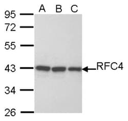 RFC4 Antibody, Novus Biologicals 0.1mL; Unlabeled:Antibodies, Polyclonal