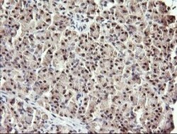 RFC4 Antibody (OTI1A8), Novus Biologicals 0.1 mL | Buy Online | Novus Biologicals | Fisher Scientific