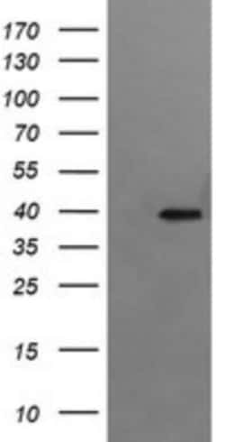 RFC4 Antibody (OTI1A8), Novus Biologicals 0.1 mL | Buy Online | Novus Biologicals | Fisher Scientific