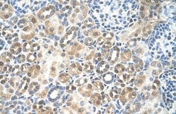 RFC5 Antibody, Novus Biologicals:Antibodies:Primary Antibodies