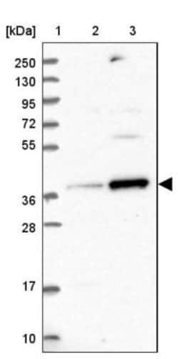 RFC5 Antibody, Novus Biologicals:Antibodies:Primary Antibodies