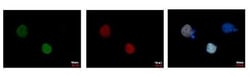 RFP Antibody (1610), Novus Biologicals 0.1mL; Unlabeled:Antibodies, Monoclonal