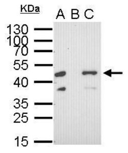 RFP Antibody (1610), Novus Biologicals 0.1mL; Unlabeled:Antibodies, Monoclonal